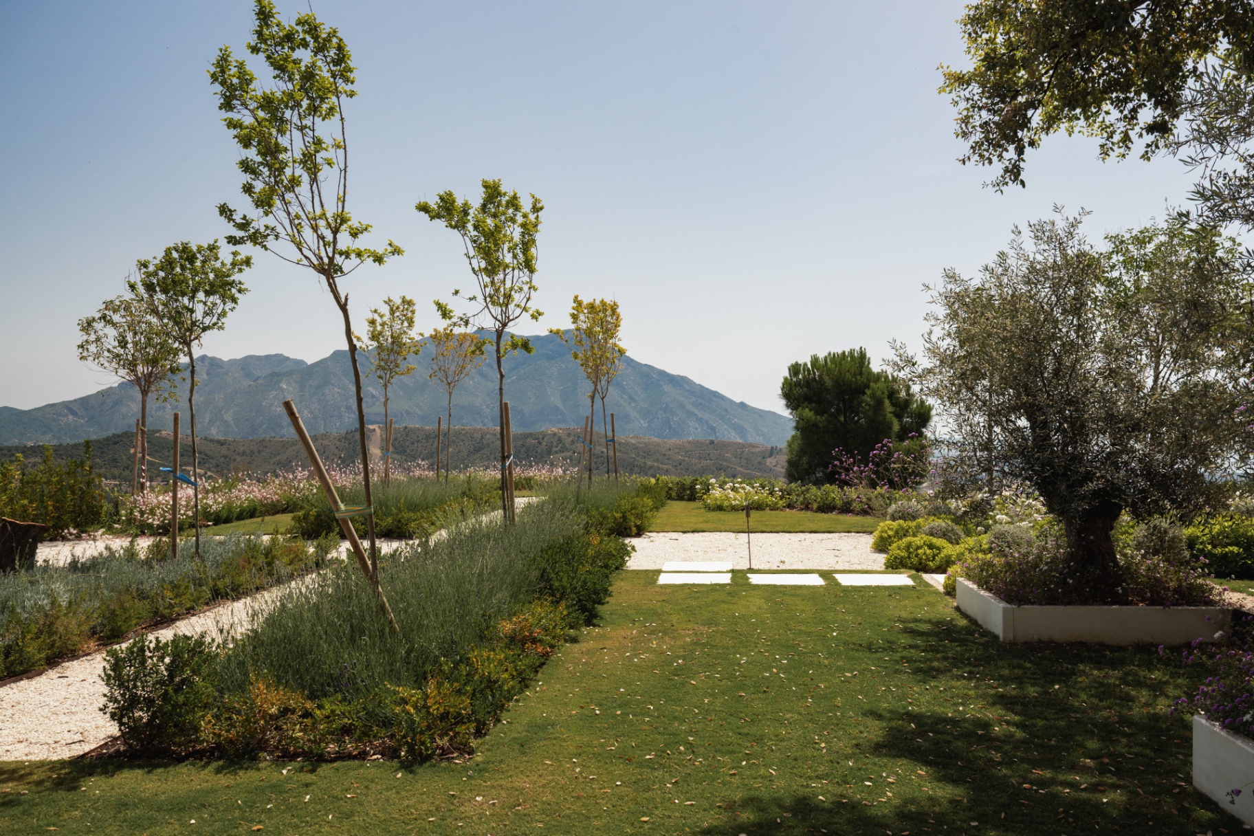 A garden path leading through Mediterranean planting.